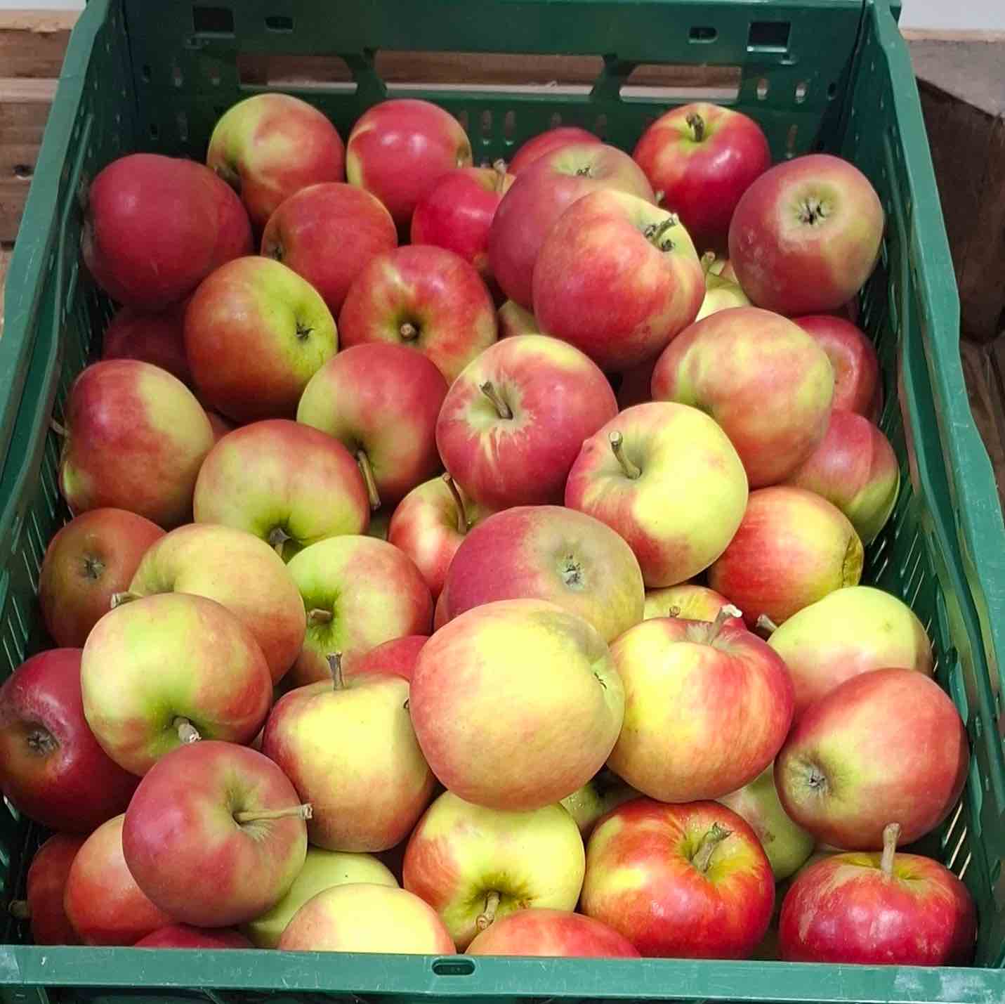 Äpfel Elstar
