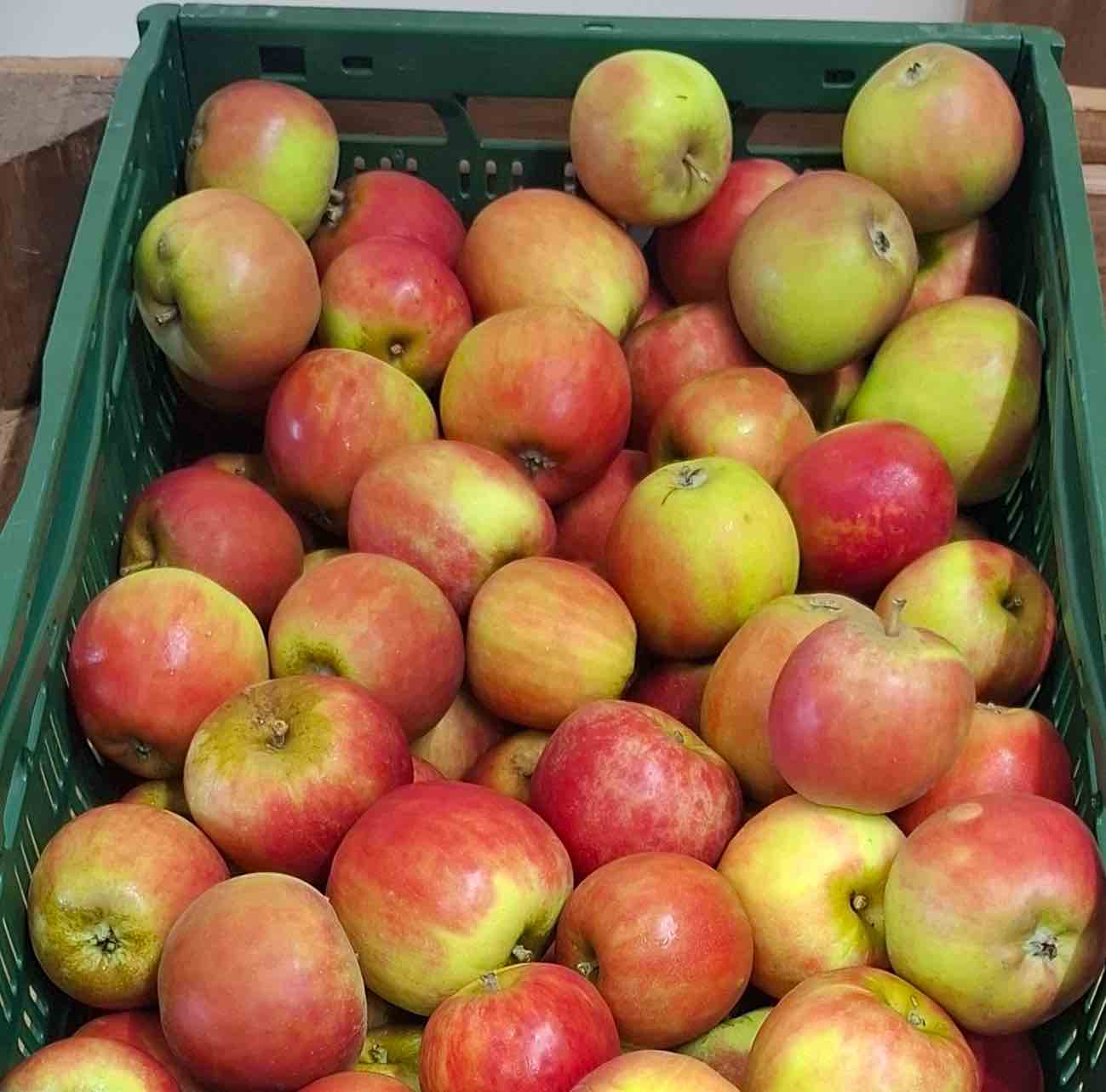Äpfel Holsteiner Cox