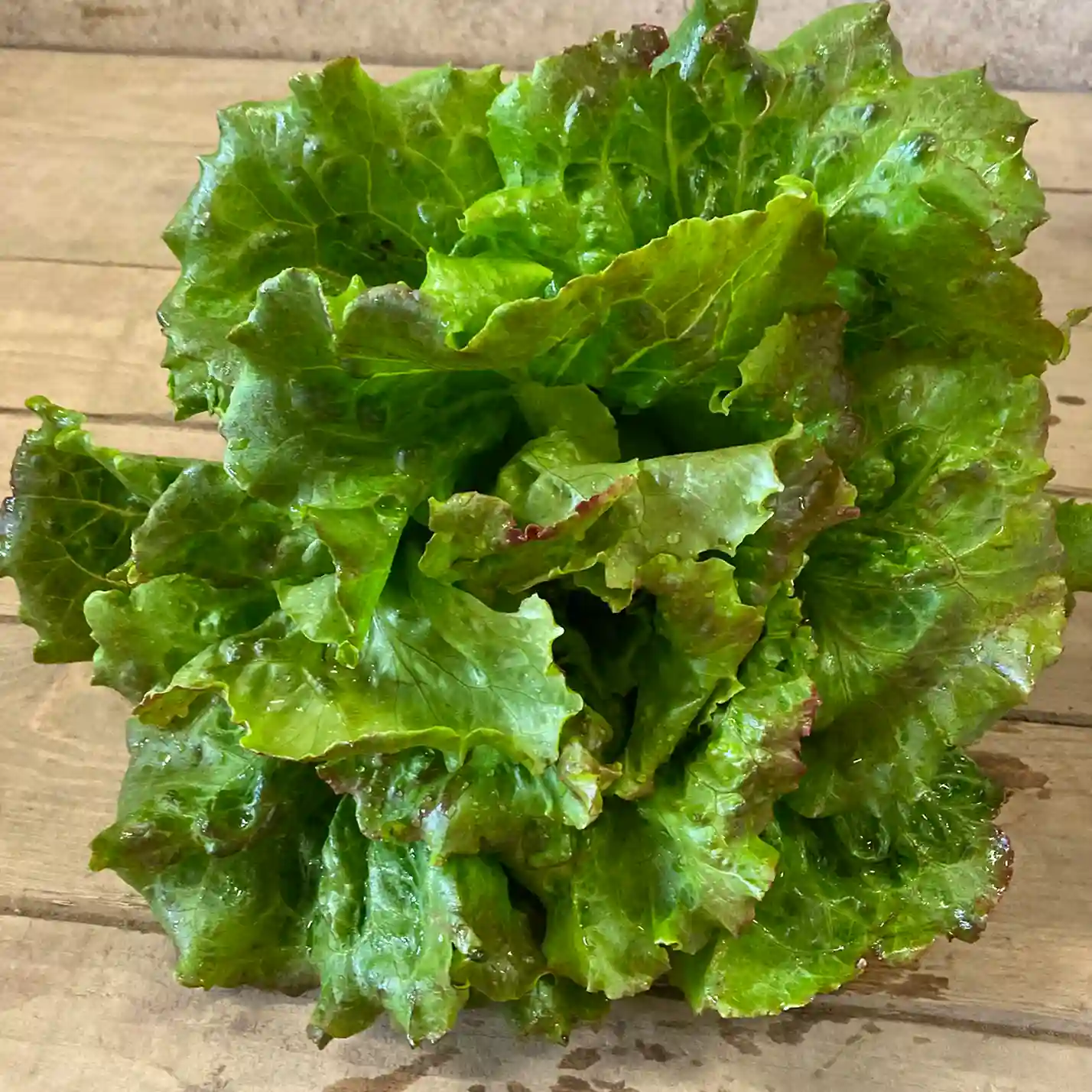 Grüner Bataviasalat