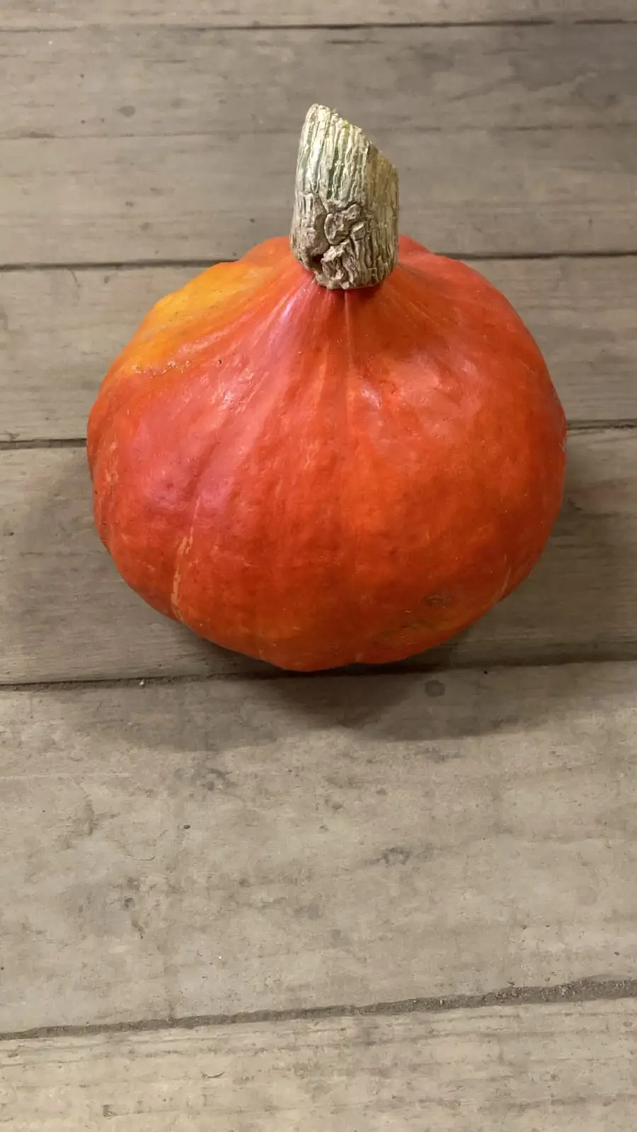 Hokkaido Kürbis